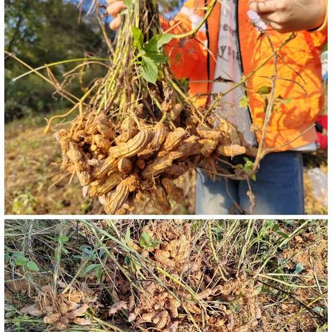 丰收喜悦 好事“花生”🥜——文山市第七小学五年级（1）班小社团活动