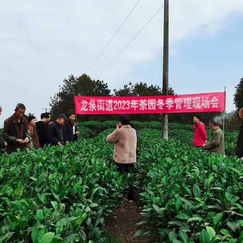 开展茶叶冬管忙，助推来年春茶香