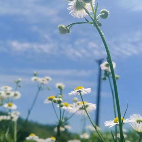 潜心教研勤探索，坚守初心创新篇——八年语文假期“充值”和开学“作战”