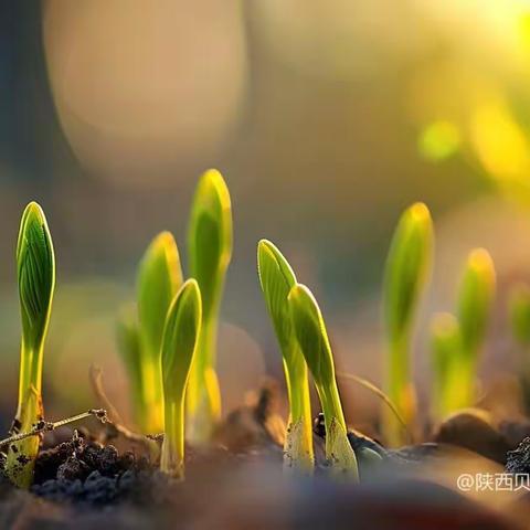 《春种美丽秦岭，拥抱绿色梦想》︱秦岭四宝科学公园&秦岭国家植物园︱主题活动