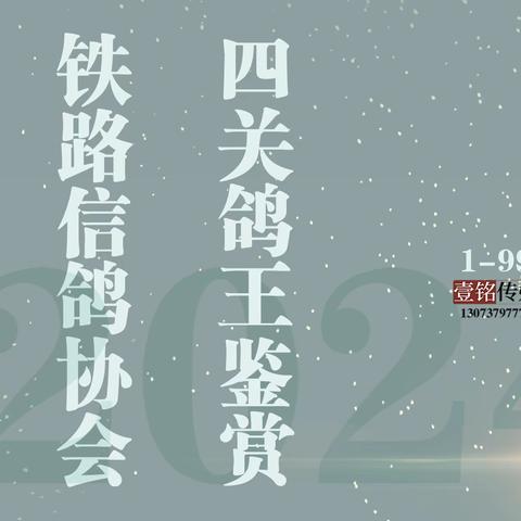 2025 郑州市 铁路信鸽协会幼鸽 四关鸽王  鉴赏