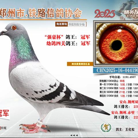 2025 郑州市 铁路信鸽协会幼鸽 四关鸽王  前10名 鉴赏