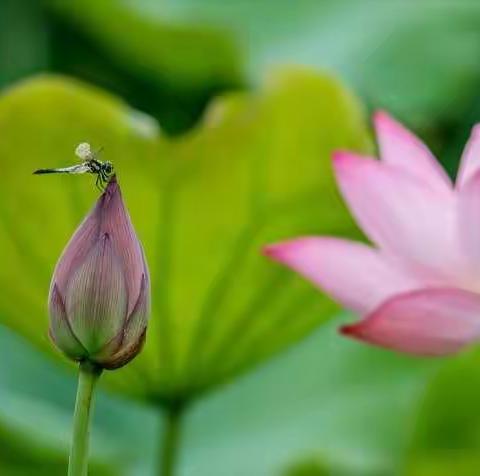 《小荷书院》佳作赏析（第一百六十九期）——滦州市第三实验小学五五班专刊