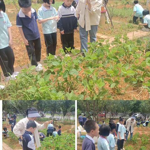 “劳动握手心，快乐畅心扉”永兴县文郡文昌学校首届“快乐劳动节”之小学部二年级劳动基地实践纪实活动