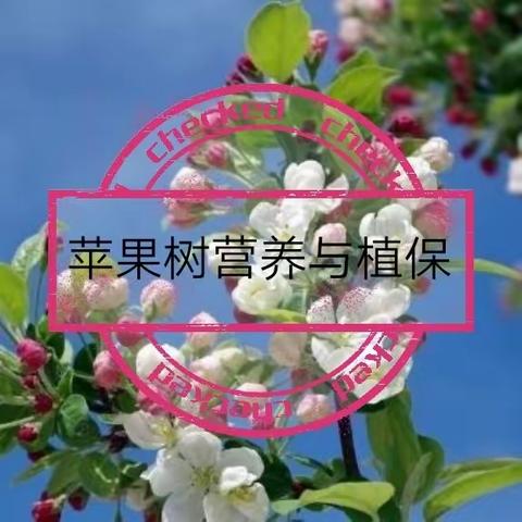 苹果树枝杆腐烂病防治