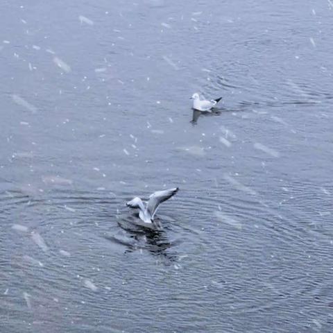 节气之美·小雪