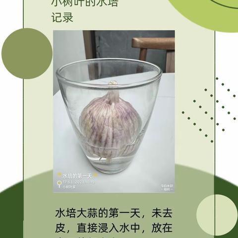 小树叶的水培记录