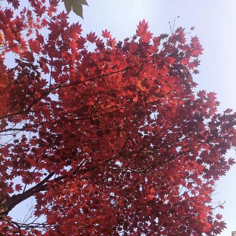 【永泰•剑桥郡】项目部十一月份工作简报