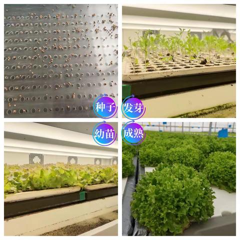 “植物探究 拥抱自然”一年级三班植物研学活动