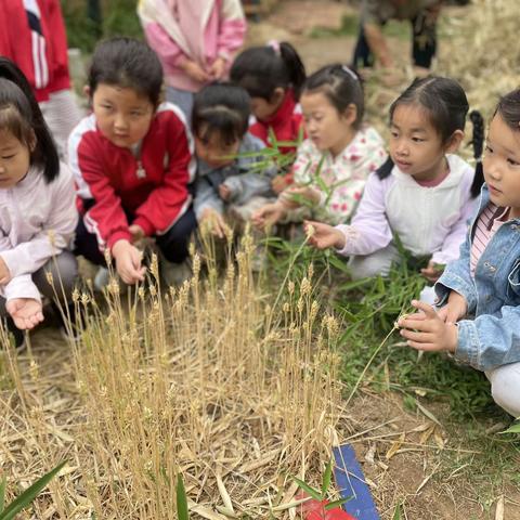 风吹麦浪，弥漫麦香——中一班小麦收获实践活动