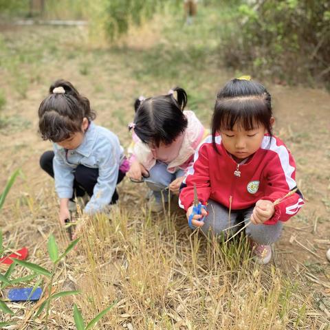 博山区实验幼儿园易达园中一班——“地瓜种植记”