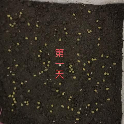 绿豆苗的生长实验