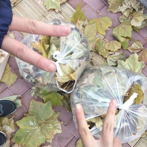 秋意浓浓，落叶纷纷