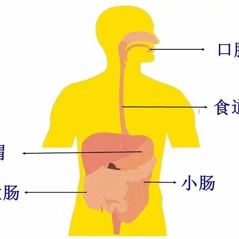 食物在身体里的旅行 ——制作消化器官