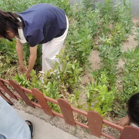 校园劳动实践：在自然中收获成长