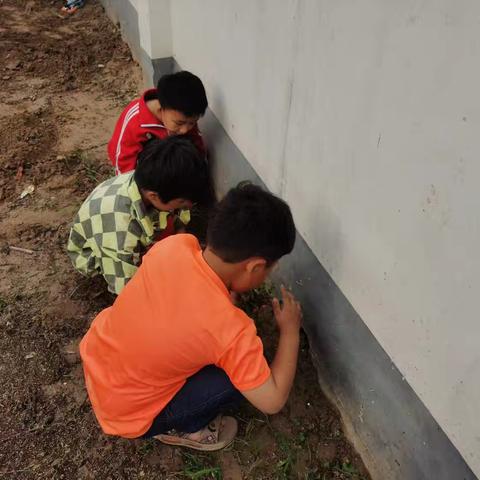 劳动的快乐——校园实践活动中的成长印记3