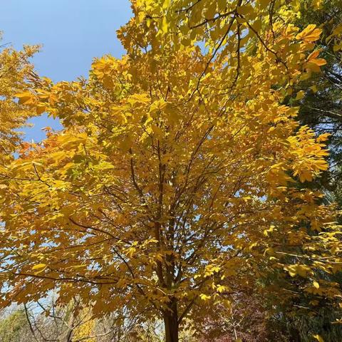 【幸福家园大地幼儿园】 🍁抓住秋天的尾巴，‍ 一起“趣”秋游🍂 ——中三班