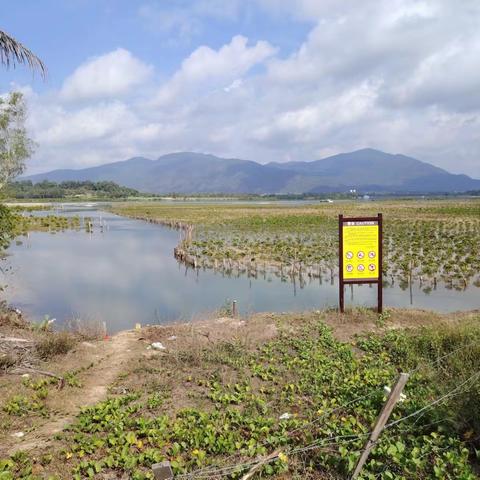 海棠区农业农村局开展铁炉港红树林自然保护区养殖塘清退地块巡查管护工作