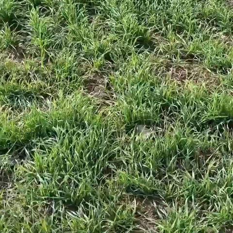 大地披绿装     风吹喜洋洋