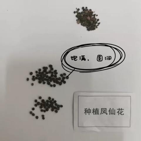 凤仙花成长日记