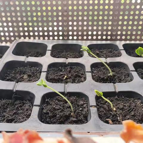 楼顶小菜园：与老鼠斗智斗勇的两个月