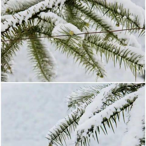 冬日里的美好时光——温泉屯学区杏园小学扫雪活动开始啦！⛄️