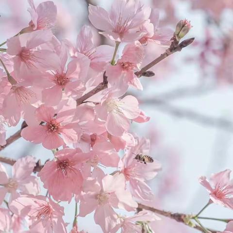 凝心聚力，“英”花绽放——记陈丽娜名师工作坊教研活动