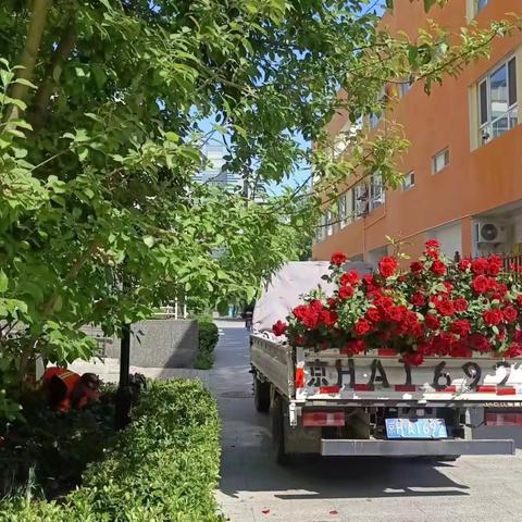 北下关街道头堆社区 长河湾绿化管理单位 栽植绿植，绿化小区， 美化环境
