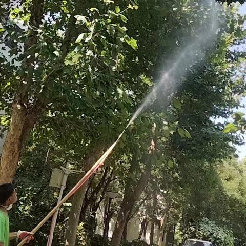 北下关街道头堆村 物业绿化部对小区树木 开展消杀防治工作