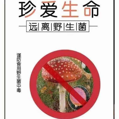 【安全宣传】“珍爱生命 预防野生菌中毒”——龙井乡第二幼儿园2024年春季学期食品安全知识宣传