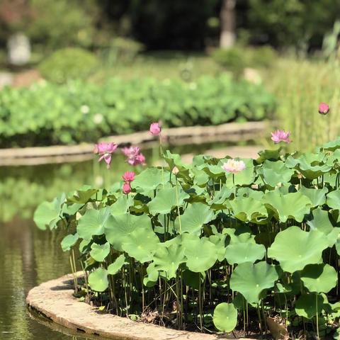 荷花之美：植物园中的夏日诗篇