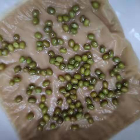 仁泓欢的豆芽成长日记