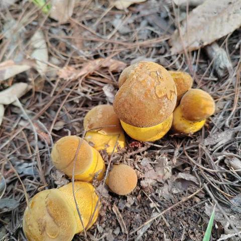 与野生菌相遇在雨季