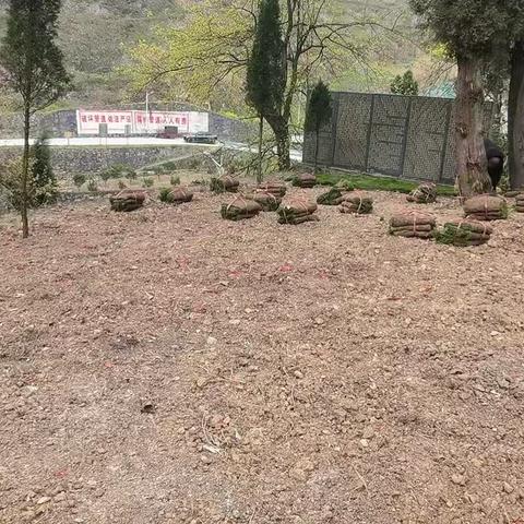 赠给为清明祭祖在蔡普化公墓前种植草坪的无私奉献的家人们！