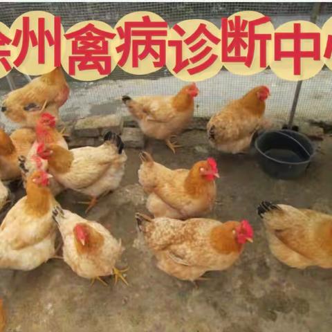 鸡群零星死亡什么原因引起的鸡群零星死亡怎么回事