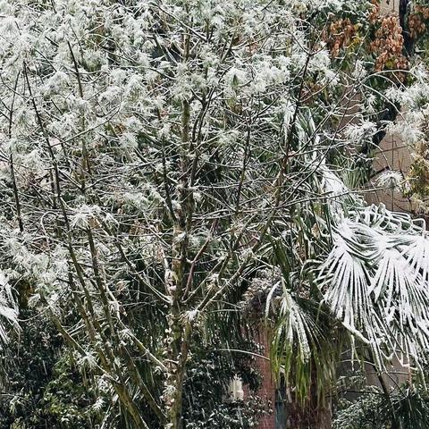 雨雪压断树枝落满地  网格为民“剪”烦恼