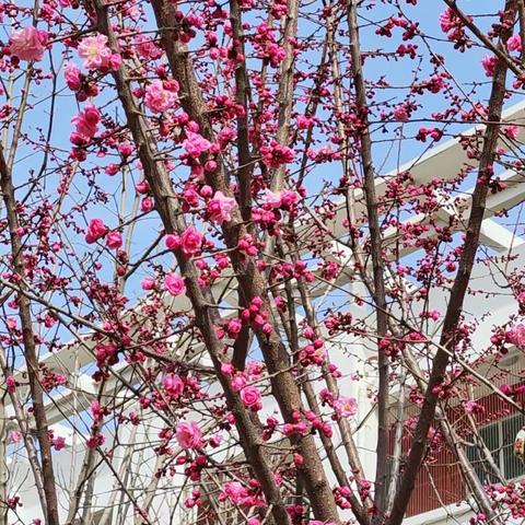 教学研讨展智慧，校区交流促成长——记齐河一中校本部和生态城校区英语集体备课观摩研讨会