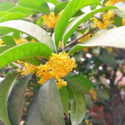 桂花树