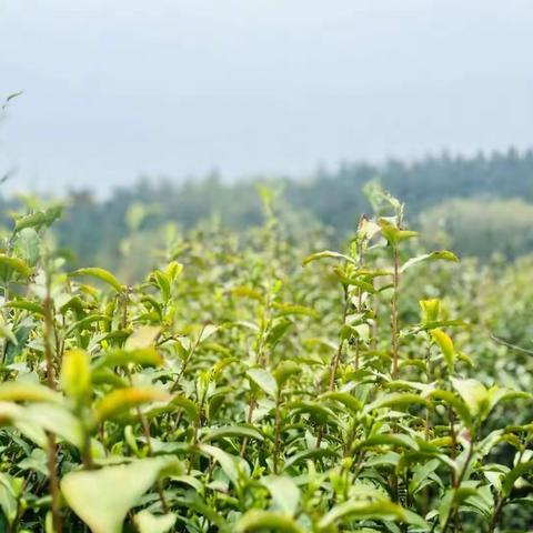 🌸春风有信，茶开有期 ——小班亲自然活动