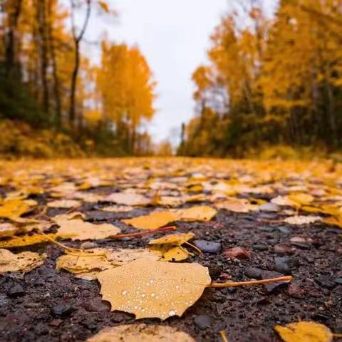 劳动实践——清理校园落叶🍂