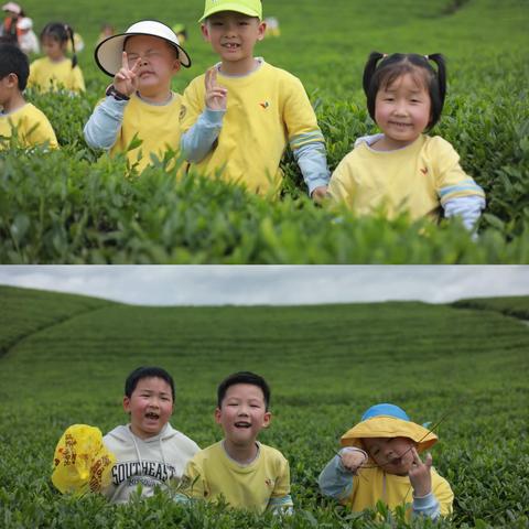 茶颜悦色