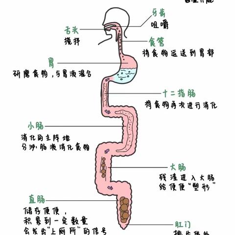 食物在身体里的旅行