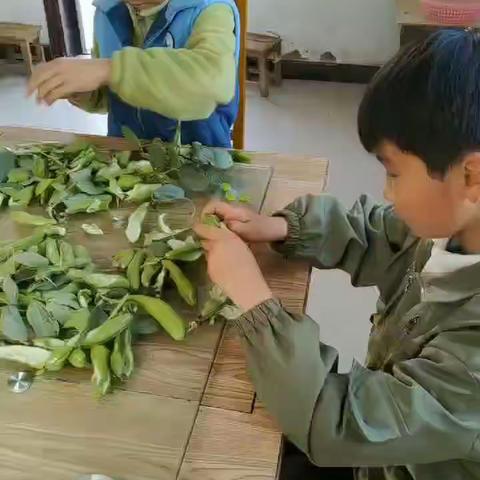 劳动最光荣，剥豆大比拼 ———华阳实验小学一（4）班