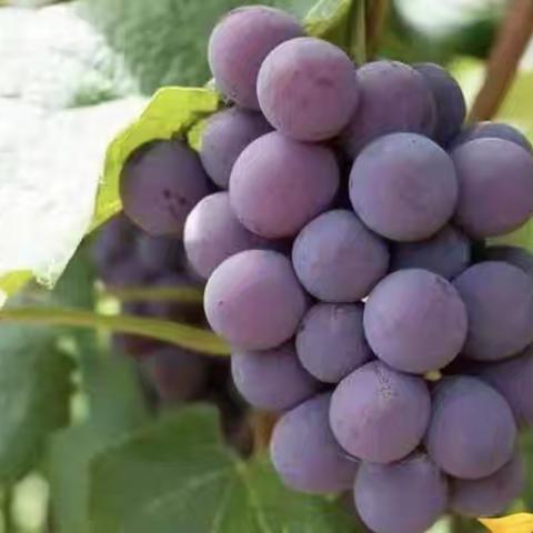 夏日趣味，🍇“萄”你欢喜——瑞景幼儿园户外采摘活动