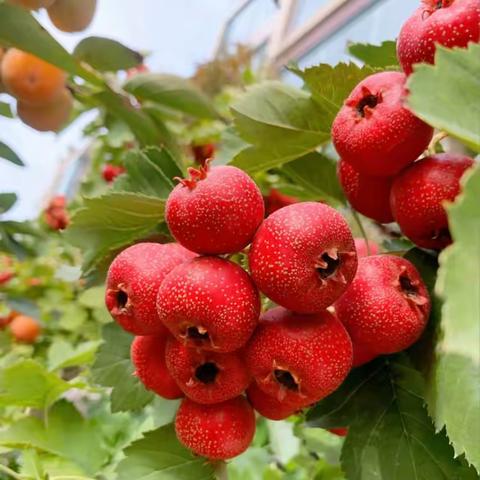 【班本课程】你好，山楂！——芦湖学区中心幼儿园中班