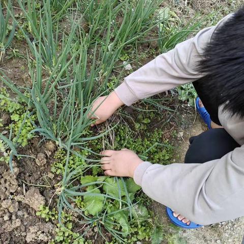 在劳动中收获，在收获中成长