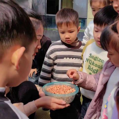 平和县金绿碧桂园幼儿园🥜中三班花生种植记🥜