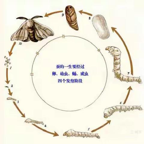 科学观察记录———蚕的一生