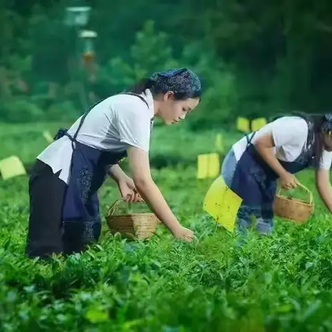 茶旅情缘·启智1+1少年夏令营火热报名中
