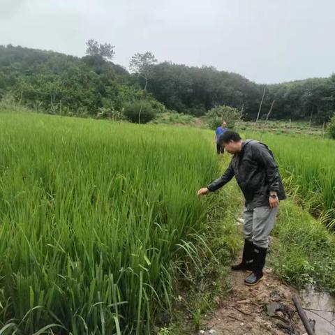 文罗镇第一时间组织镇村两级干部深入各村实地查看农作物受台风影响情况